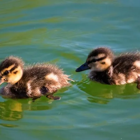 Gabriel Daire Keutschach am See