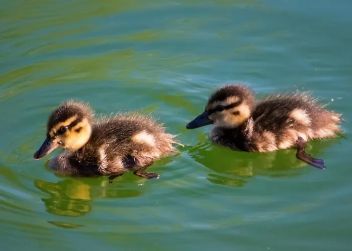 Gabriel Apartament Keutschach am See